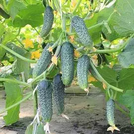 Огурец Патти F1