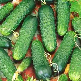 Огурец Престиж F1