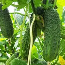 Огурец Пучковое великолепие F1