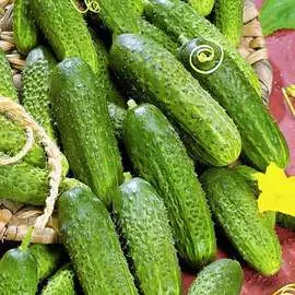 Огурец Реванш F1