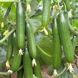 Огурец Сахарный гигант F1