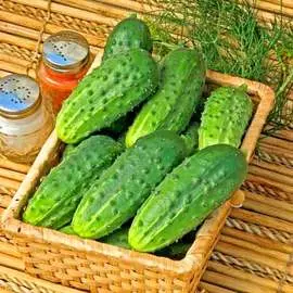 Огурец Сальери F1