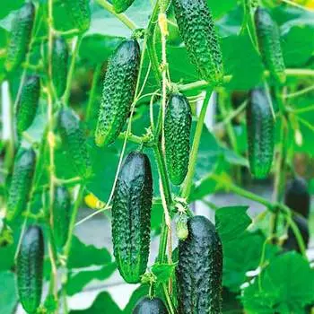 Огурец Сатина F1