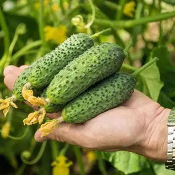 Огурец Сибирская грядка F1