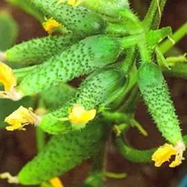 Огурец Сибирский букет F1