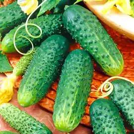 Огурец Сибирский изумруд