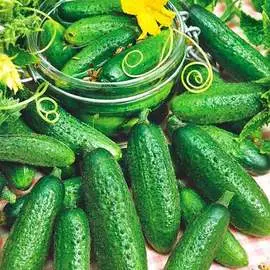 Огурец Темп F1