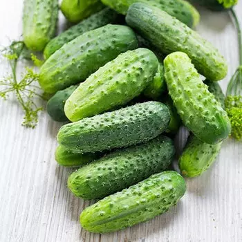 Огурец Тещин засол F1 Уральский дачник