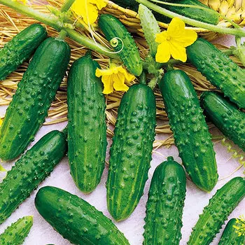 Огурец Ультраскороспелый Уральский дачник