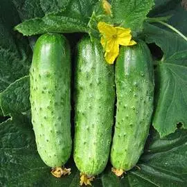 Огурец Уральский экспресс F1