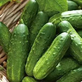 Огурец Виорел F1