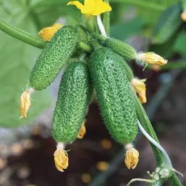 Огурец Всем на зависть F1