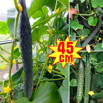 Огурец XXL РР F1, семена