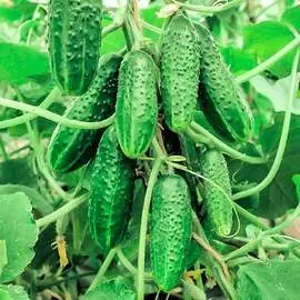Огурец Зеленая лавина F1