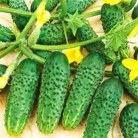 Огурец Зеленый экспресс F1