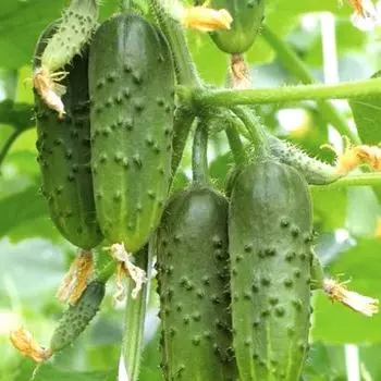 Огурец Зеленый поток F1, семена