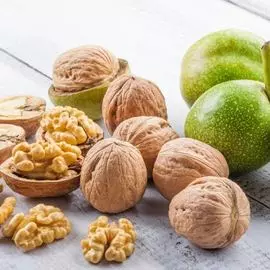 Тюльпан Холланд Бьюти