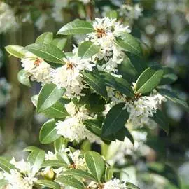 Георгина Парк Рекорд