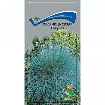 Овсяница сизая Голубая Поиск
