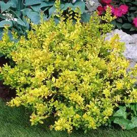 Георгина Холланд Фестиваль