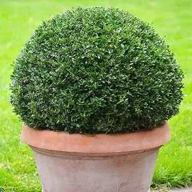 Георгина Арабиан Найт