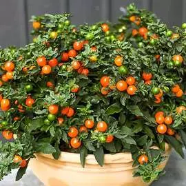 Паслен декоративный Орфей