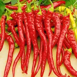 Перец острый Юбилейный