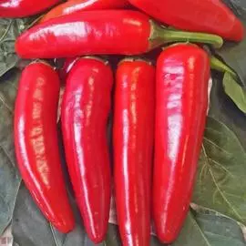 Перец острый Остряк