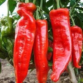 Перец острый Русский Размер F1