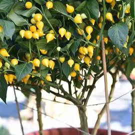 Перец острый Желтый гном