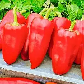 Перец сладкий Апельсин