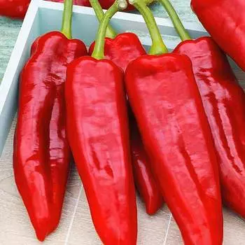 Перец сладкий Дольче де Испания