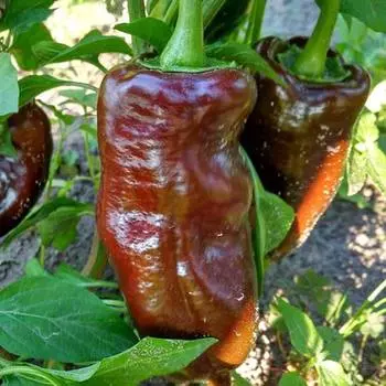 Перец сладкий Карамель Русский огород НК