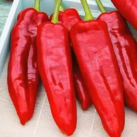 Перец сладкий Русский Размер F1