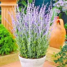 Георгина Блэк Барбара