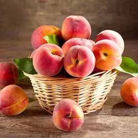 Тюльпан лилиецветный Монте Спайдер