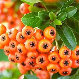 Гладиолус крупноцветковый Блю Айcл