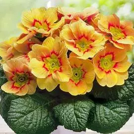 Примула бесстебельная Даниела абрикос F1