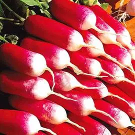 Редис 18 дней