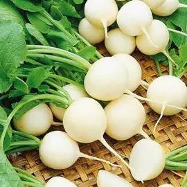 Редис Белый шар