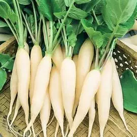 Редис Белый завтрак