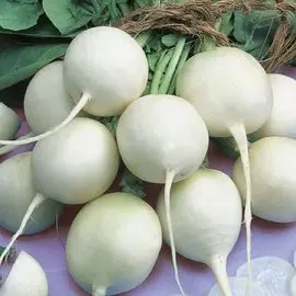 Редис Белый зефир