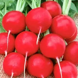Редис Краса Алтая