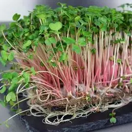 Редис Чайна Роуз