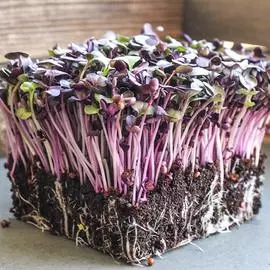 Редис Санго