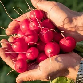 Редис Мечта Алисы F1