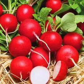 Редис Ранний красный