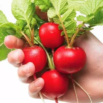 Редис Сахарный гигант