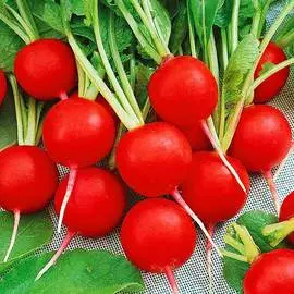 Редис Уральский экспресс F1