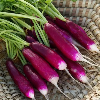 Редис Ведьмины пальцы Уральский дачник